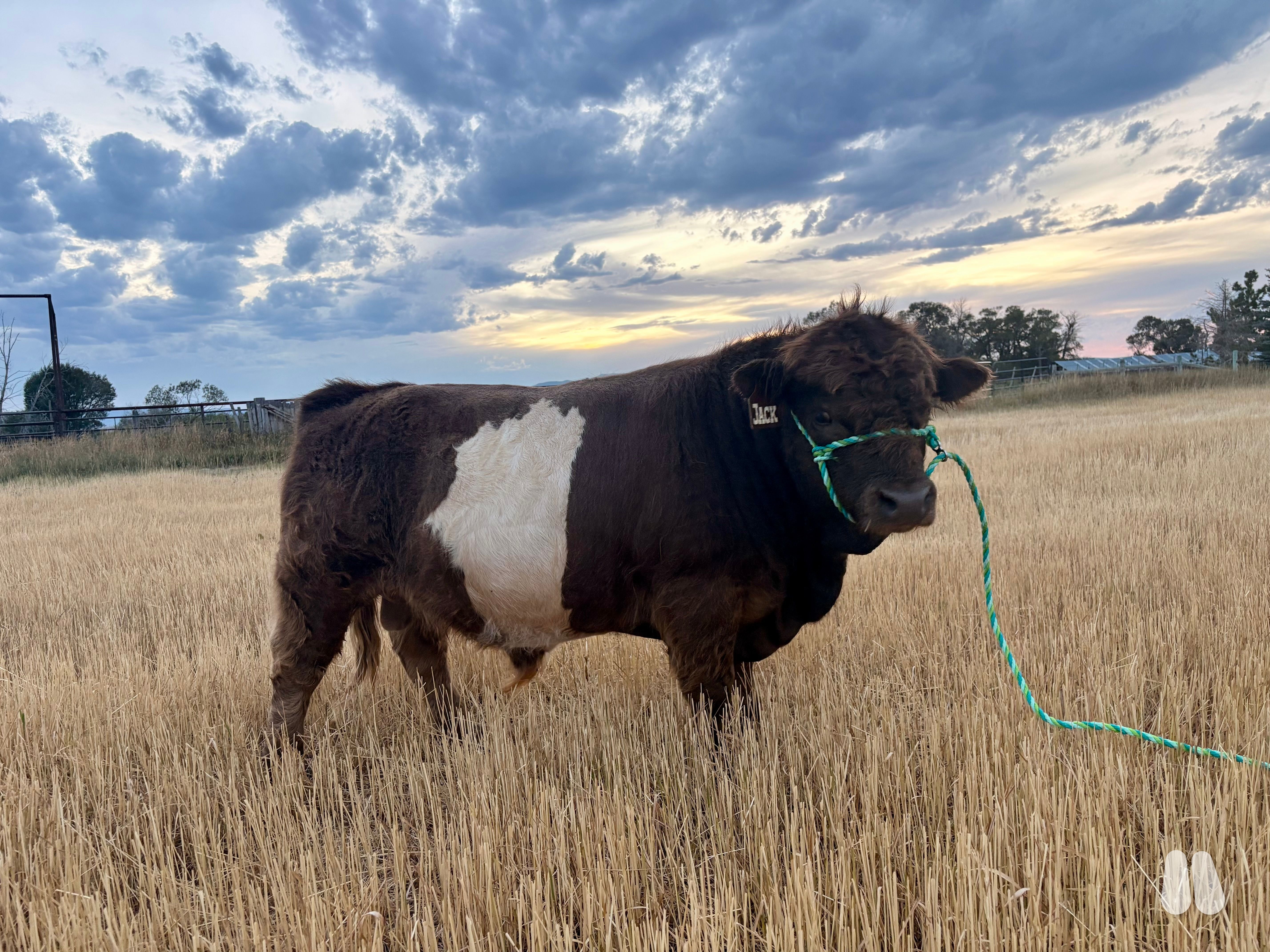 Unregistered Highway Bull (male Highland), photo 1 of 4