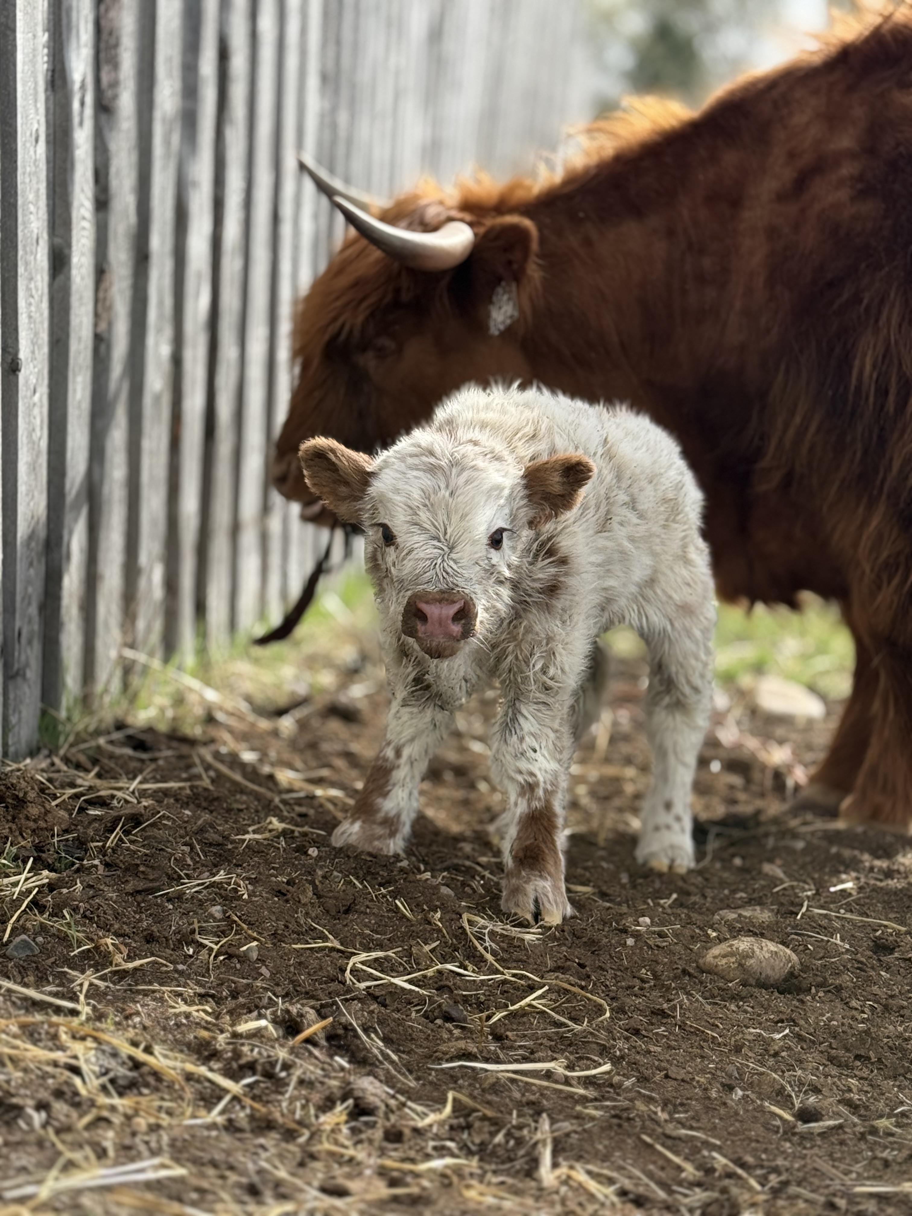 Miniature Highpark Bull Calf: photo 1 of 8